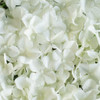 12 Pack 33 Sq ft. UV Protected 3D Silk Hydrangea Flower Wall Mat Panel(Cream)