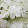 12 Pack 33 Sq ft. UV Protected 3D Silk Hydrangea Flower Wall Mat Panel(Cream)