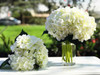 Cream Artificial Hydrangea Flower Arrangements with Clear Glass Vase 