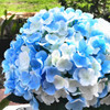 Blue Cream Artificial Hydrangea Flower Bouquets Set of 3