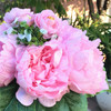 Pink Artificial Peony Mixed Flower Arrangements with Glass Vase