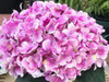 Purple Artificial Hydrangea Flower Arrangement with White Ceramic Vase