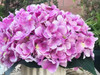 Purple Artificial Hydrangea Flower Arrangement with White Ceramic Vase