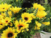 Yellow Sunflower and  Mixed Faux Flower Arrangements With White Ceramic Vase