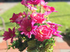 Red Rose and Daisy Mixed Faux Flower Arrangements With White Ceramic Vase