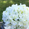 7 Steams Cream Hydrangea Silk Flower  in Clear Glass Vase with Faux Water