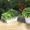 Artificial  Boxwood Grass in  Decorative Vase