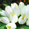 18 Heads Cream Silk Tulips Centerpiece  in White Ceramic  Vase