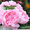 Pink Silk Peony Flower Arrangement in White Ceramic Vase