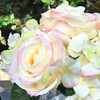 Blush Hydrangea and Rose Mixed Silk Flower in Clear Glass Vase