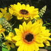  Mixed Artificial Silk Sunflower Arrangement in Clear Glass Vase