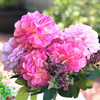 Pink Mixed Dahlia Silk Flower Arrangement in Glass Vase with Faux Water