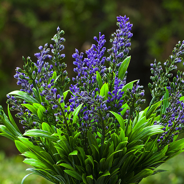 Artificial Lavender Floral Arrangement in Pot(Purple)
