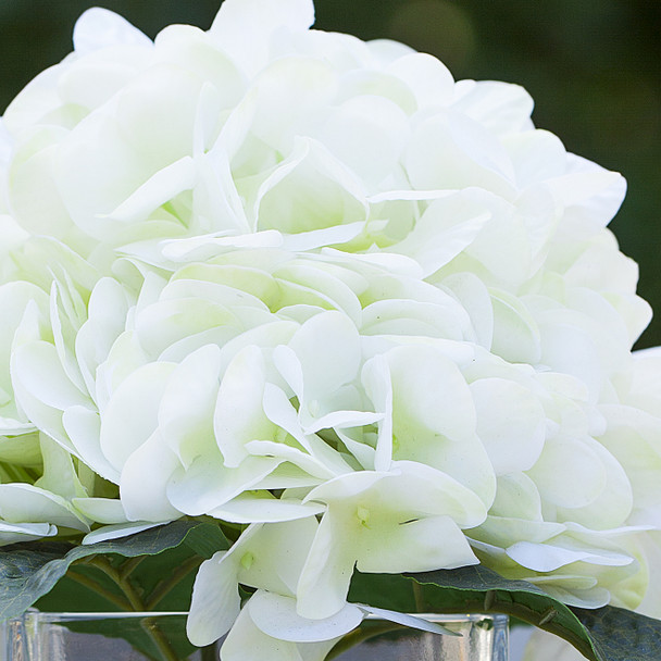 Artificial Real Touch Hydrangea Flower Arrangement in Cube Glass Vase With Faux Water(Cream)