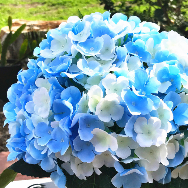 Blue Cream Artificial Hydrangea Flower Arrangements with Clear Glass Vase 
