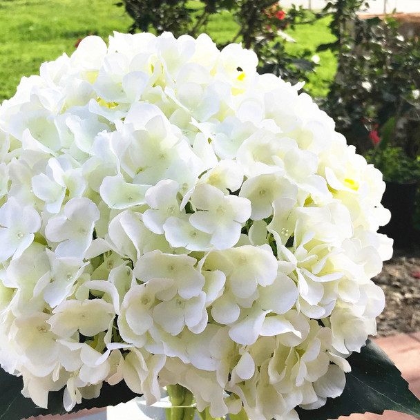 Cream Artificial Hydrangea Flower Arrangements with Clear Glass Vase 