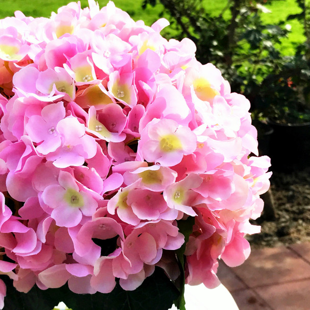 Pink Artificial Hydrangea Flower Arrangements with Clear Glass Vase 