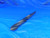 UB 1 1/64 O.D. HSS TWIST DRILL BIT MORSE TAPER #3 SHANK 4 3/4 LOC 1.0156 MT3 - RJ0223BW2