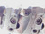 CARBOLOY 6" O.D. FACE MILL R220.43-06.00CT 817 2" PILOT 14 POCKETS OFEN 0704 6.0 - JG4374CA5