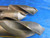 SET OF 3 2" O.D. X 1 1/2" SHANK DIA HSS TWIST DRILL BITS VARIOUS LOCS 2.0 1.5 - AR2040LVR