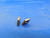 2PCS NEW WALTER DNMG1508-NRS WSM20 CARBIDE TURNING INSERTS TIGER-TEC - MB7800AW2