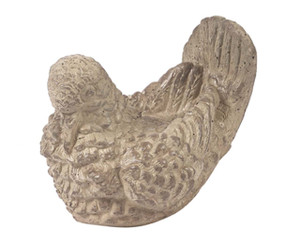 Small Dove Looking Ahead