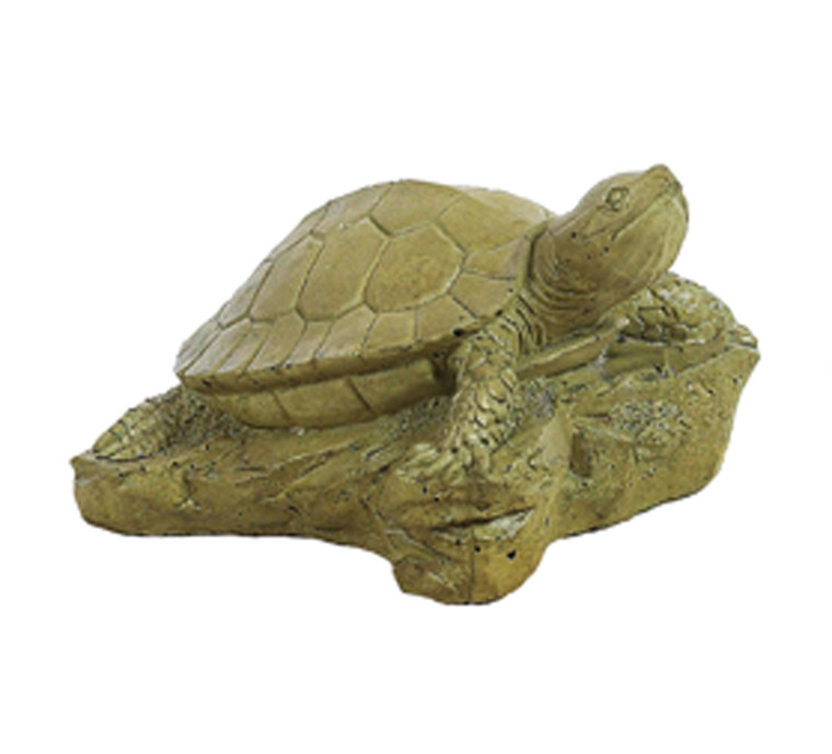 Turtle on Rock