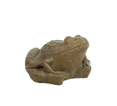 Leopard Frog