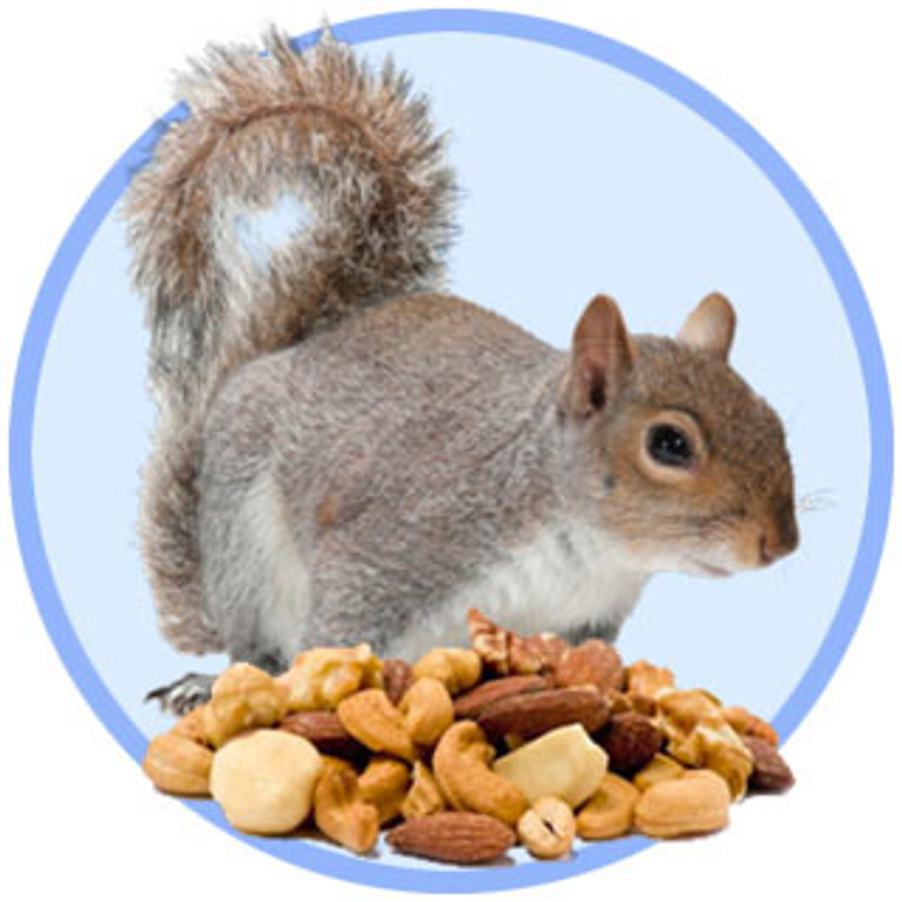 Best Nuts for Squirrels