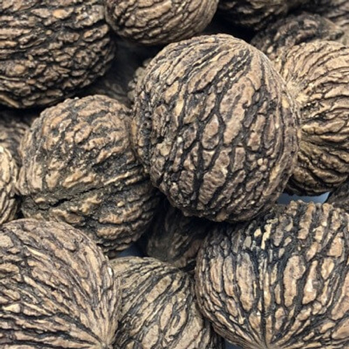 In shell black walnuts. Sold by the lb.