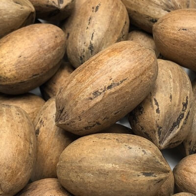 In Shell Pecans By The Lb Anuts Com