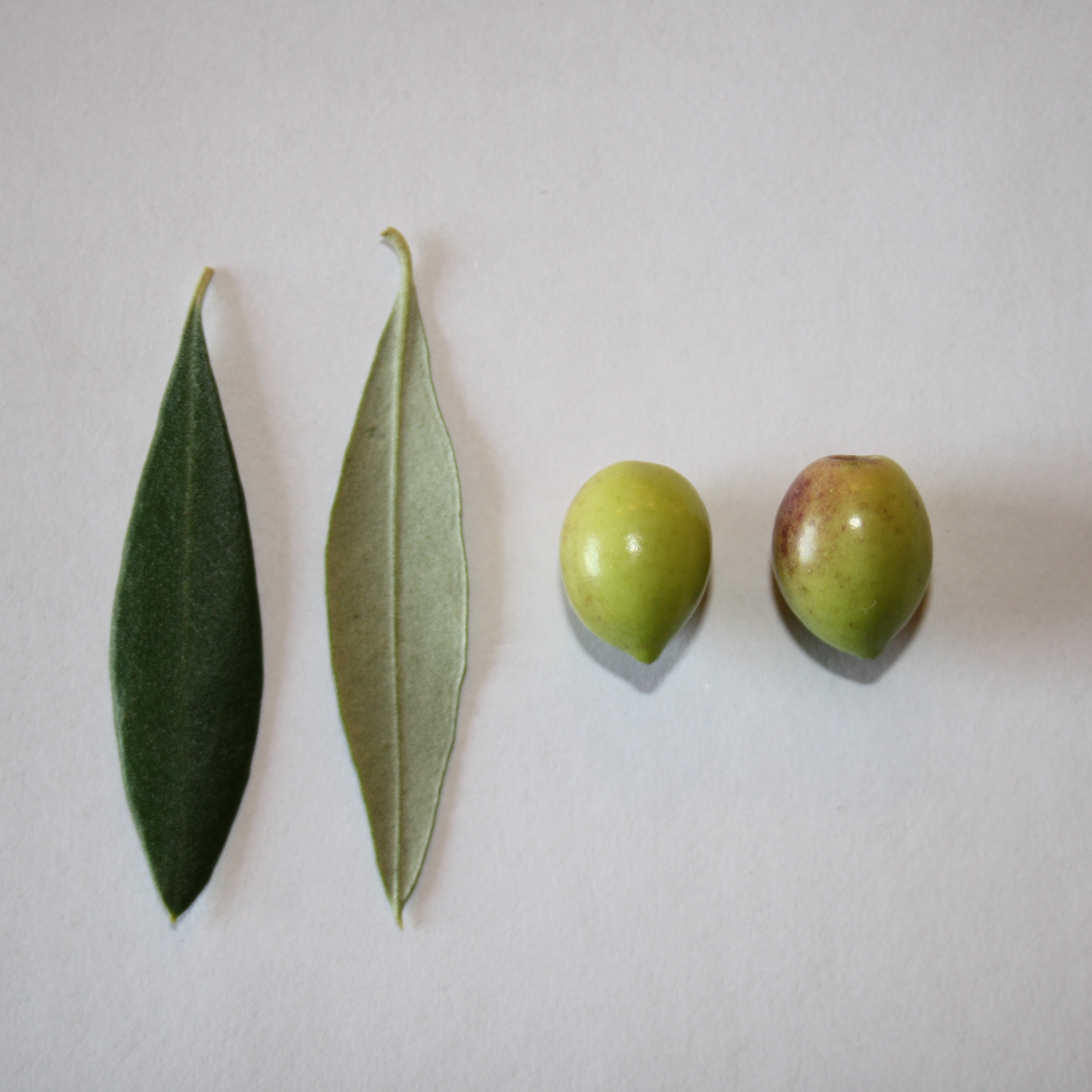 The Olive Tap Koroneiki Olive Oil for Health and Flavor The Olive Tap