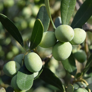 Olives on the tree