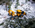 MT780/50-3231 - Nordic Forestry Genesis Dual Wheel Tracks