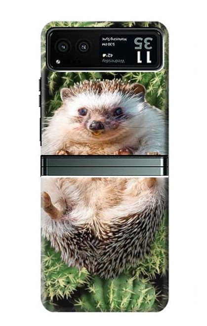 S3863 Pygmy Hedgehog Dwarf Hedgehog Paint Funda Carcasa Case para Motorola Razr 40