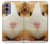 S1619 Cute Guinea Pig Funda Carcasa Case para OnePlus 9