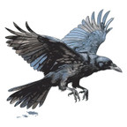 WALAStock Raven 