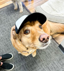  Puplids Dog Trucker Hat 