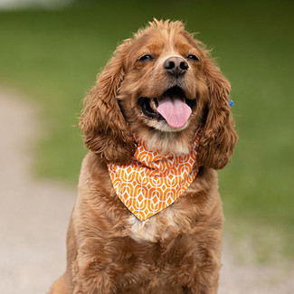 Sublimation Pet Bandana in small, medium, and large sizes, ideal for creating custom designs for your pets.