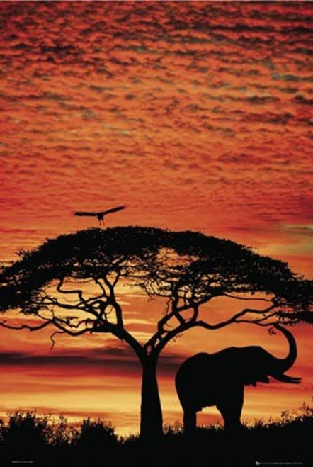 Elephant Safari Poster - 24" X 36"