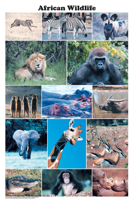 African Wildlife Photographic Poster 24x36