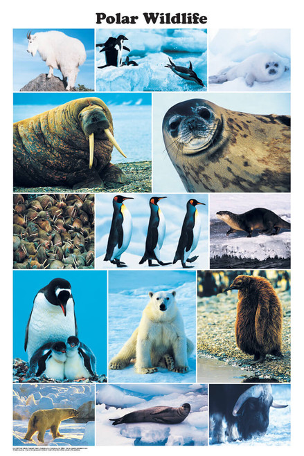 Polar Wildlife Photographic Poster 24x36