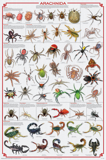 Arachnida Educational Poster 24x36