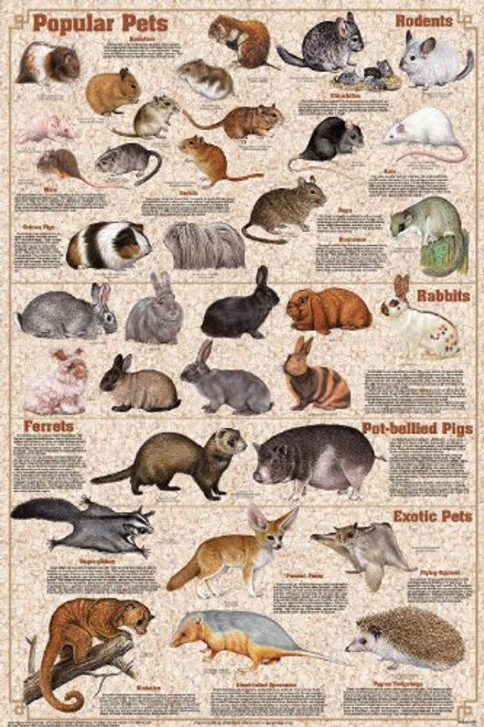 Popular Mammal Pets Educational Science Animals Classroom Chart Print Poster 24x36