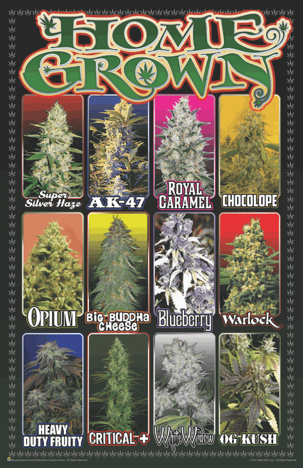 Home Grown Marijuana Varieties Weed Mini Poster- 11" x 17"