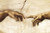Creation Hands Michelangelo Poster - 36" X 24"