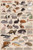 Popular Mammal Pets Educational Science Animals Classroom Chart Print Poster 24x36