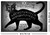Alchemy England Black Cat Spirit Poster - 36 x 24