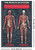 The Muscular System Poster - 24" x 36"