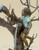 798 Three Boys With Squirrel On Tree- Bronze Sculpture